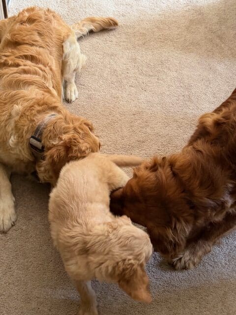 GOLDEN RETRIEVER PUPPIES image 4