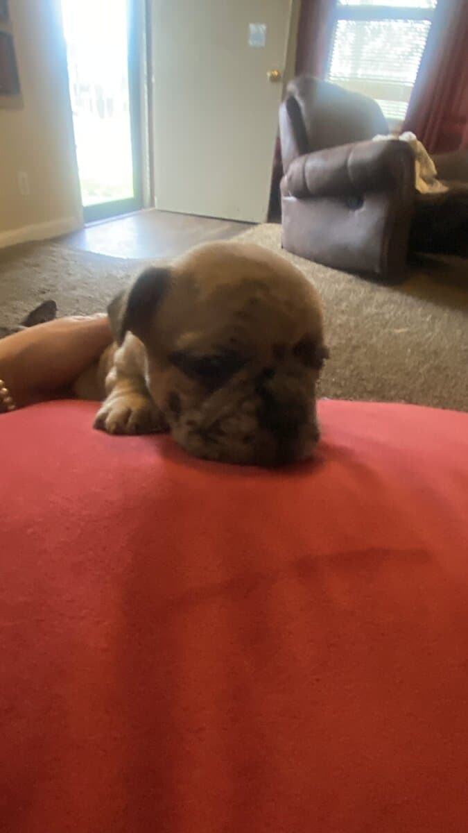 French Bulldog image 6