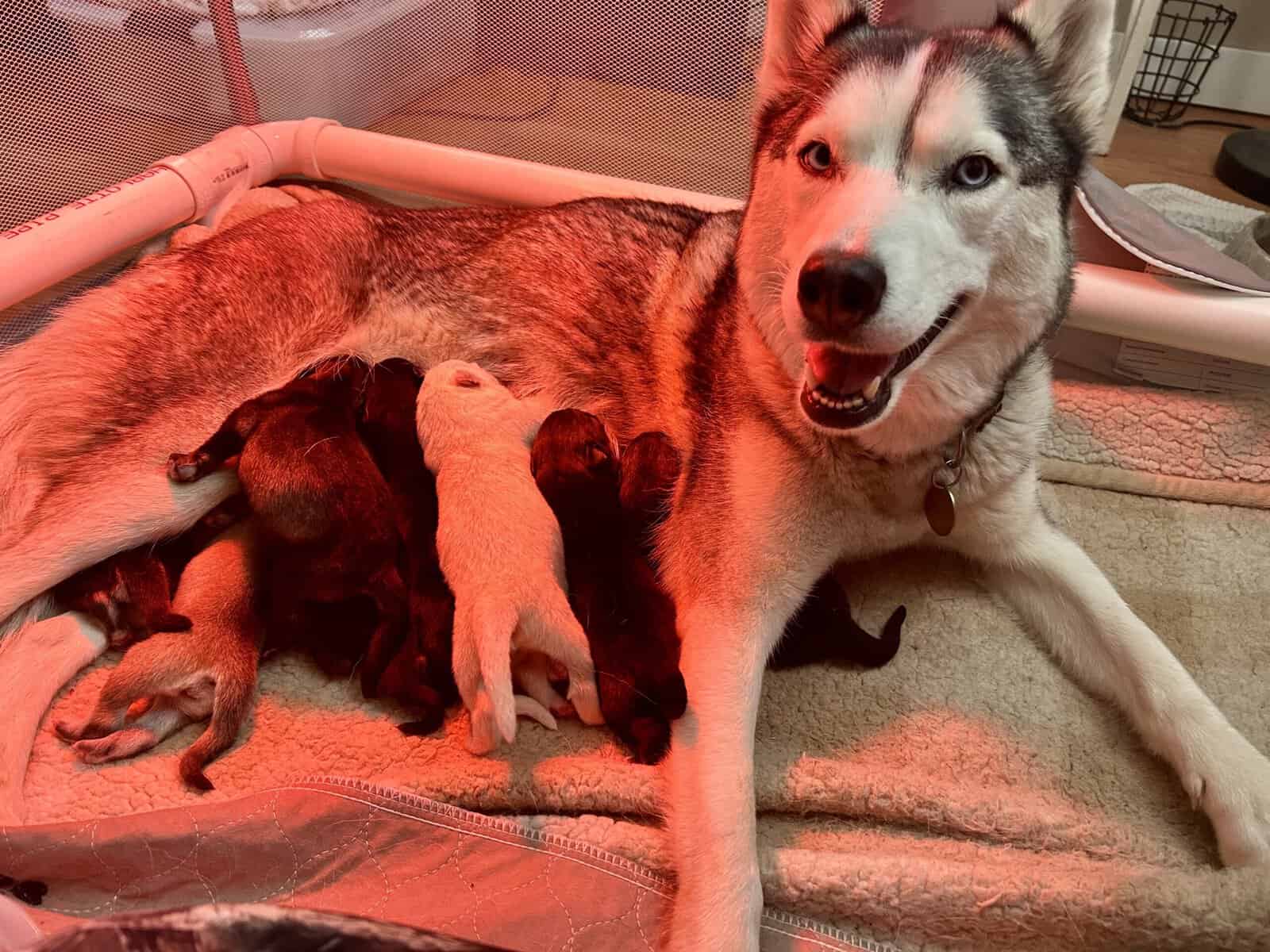 Gerberian Shepherd Puppies image 1