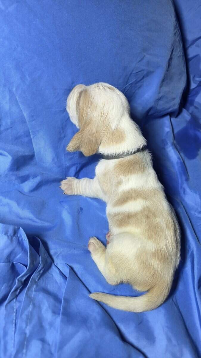 Scott- male baby basset hound image 3