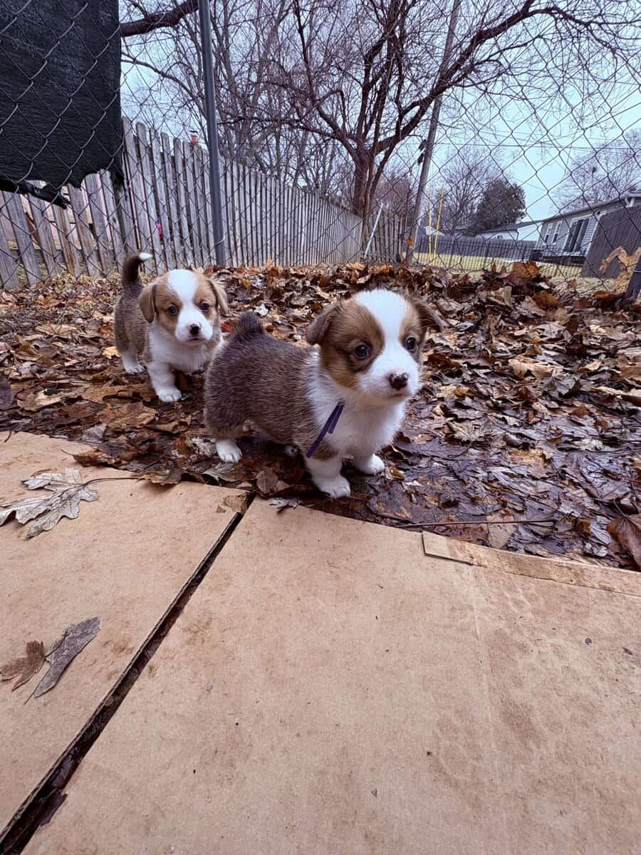 Pembroke welsh corgi pups image 15