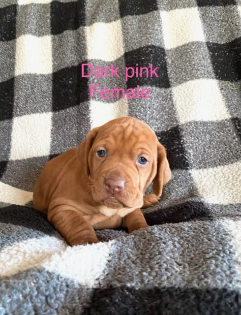 AKC Registered Vizsla Puppies image 1