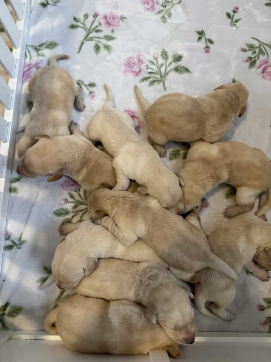 Labrador puppies image 1