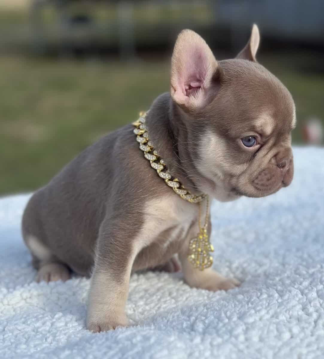 French bulldog AKC image 7