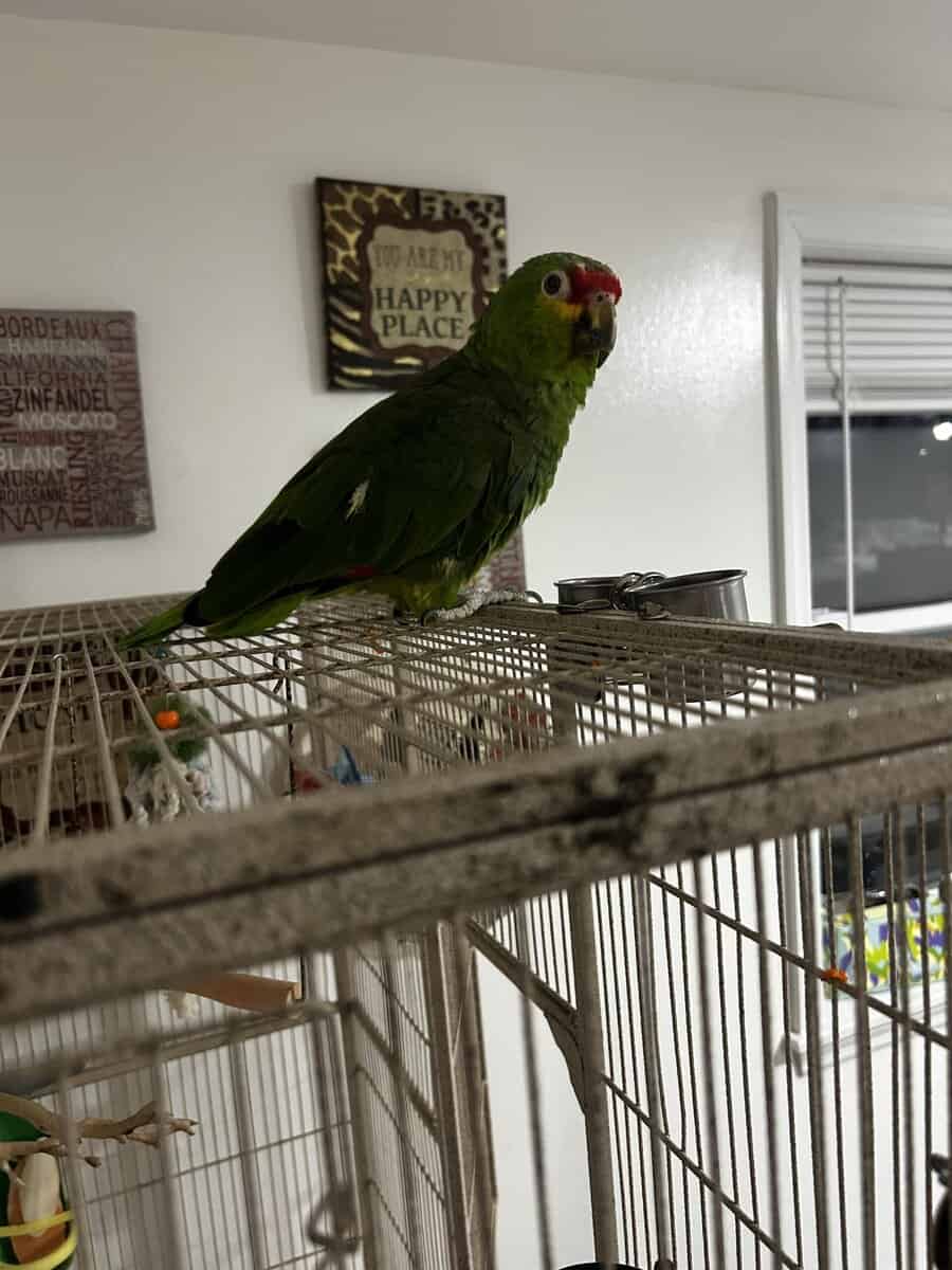 Red Lored Parrot image 3