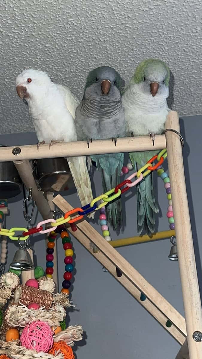 2 Quaker parrots for sale image 2