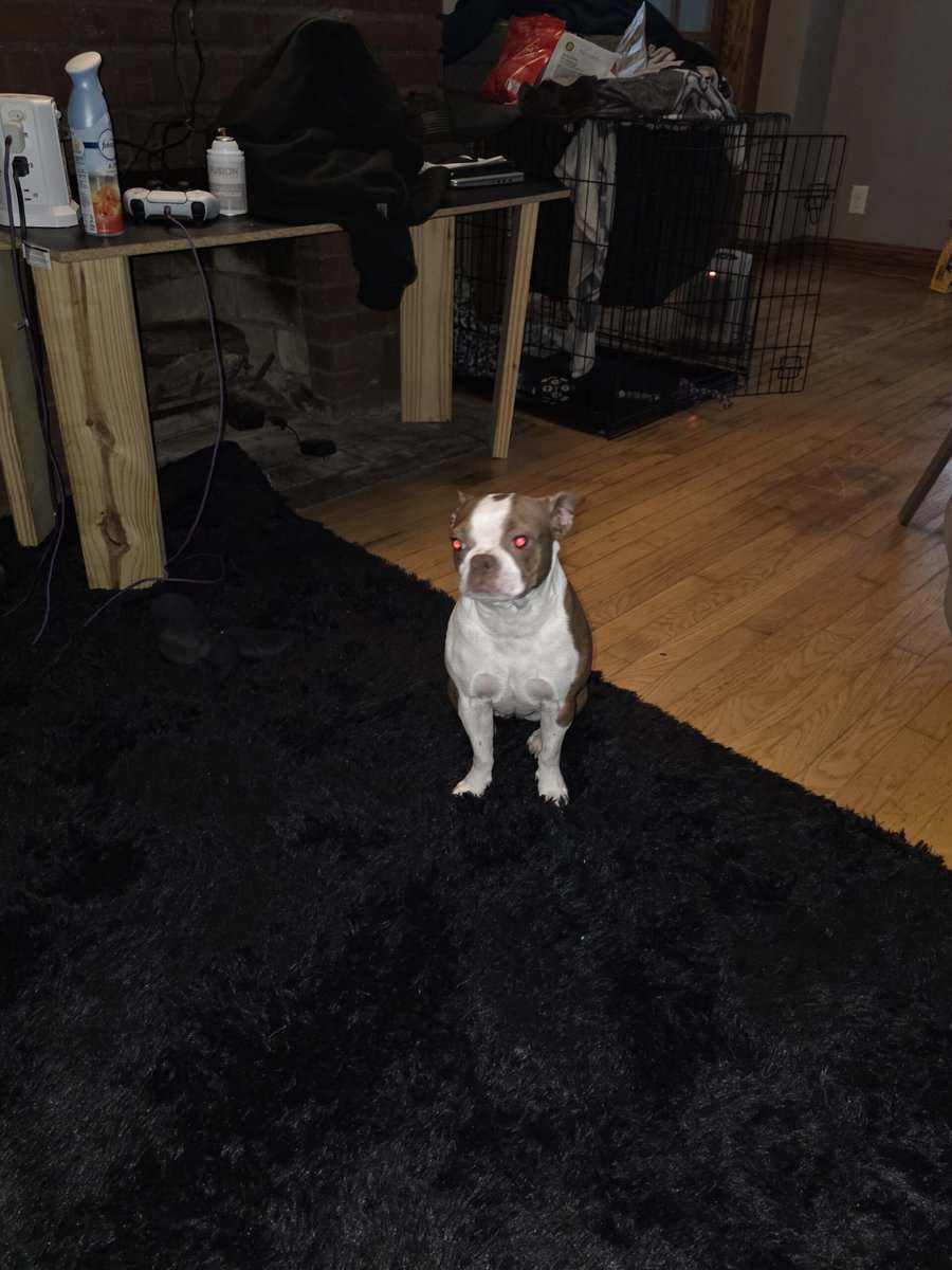 Boston terrier image 3