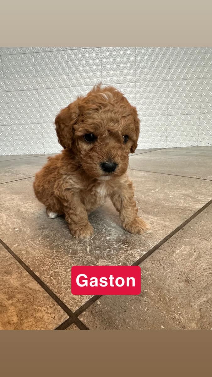 Miniature Poodle Puppies image 6