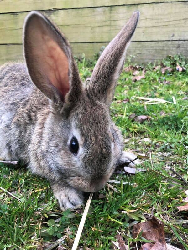 Flemish Giants For Sale image 2