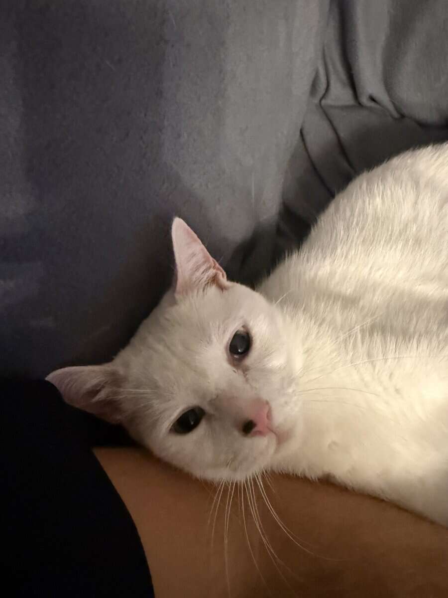 White Adult Cat needs a home image 1