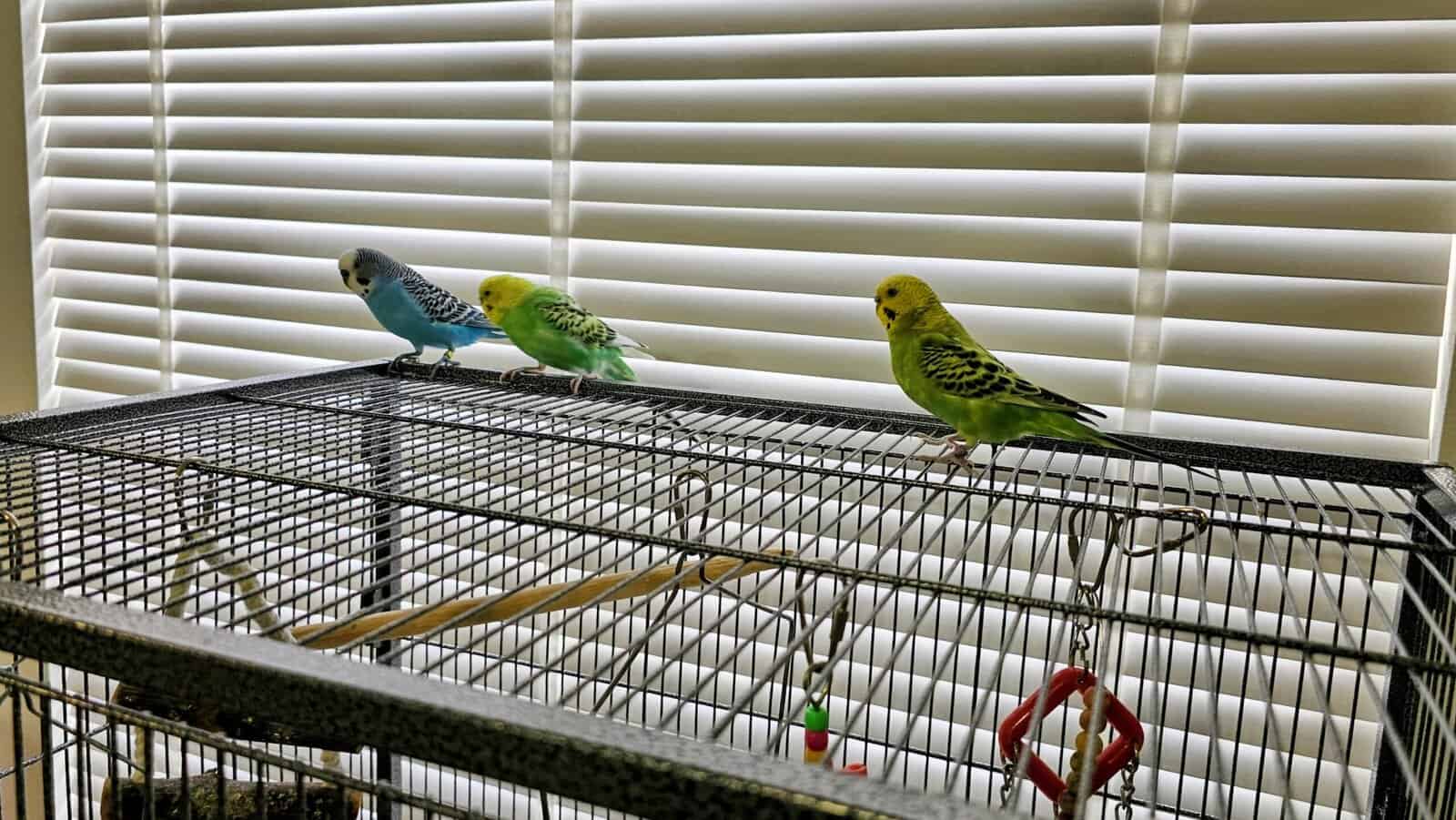 3 parakeets with birdcage, 2 boys, 1 girl. image 2