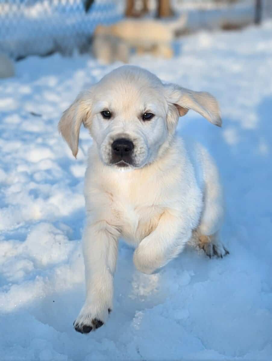 English Cream Golden Retriever Puppies image 4