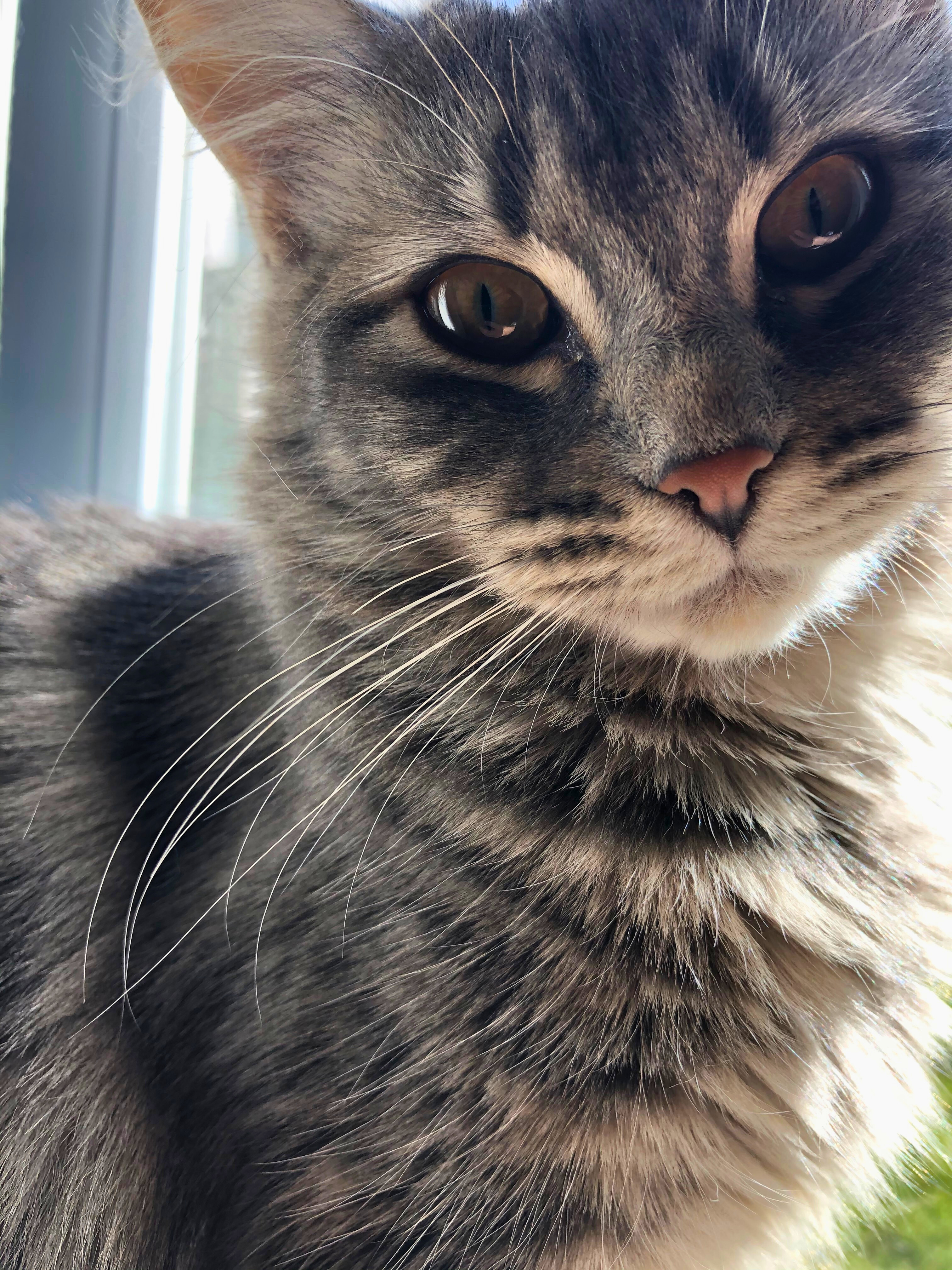 Female Cat image 1
