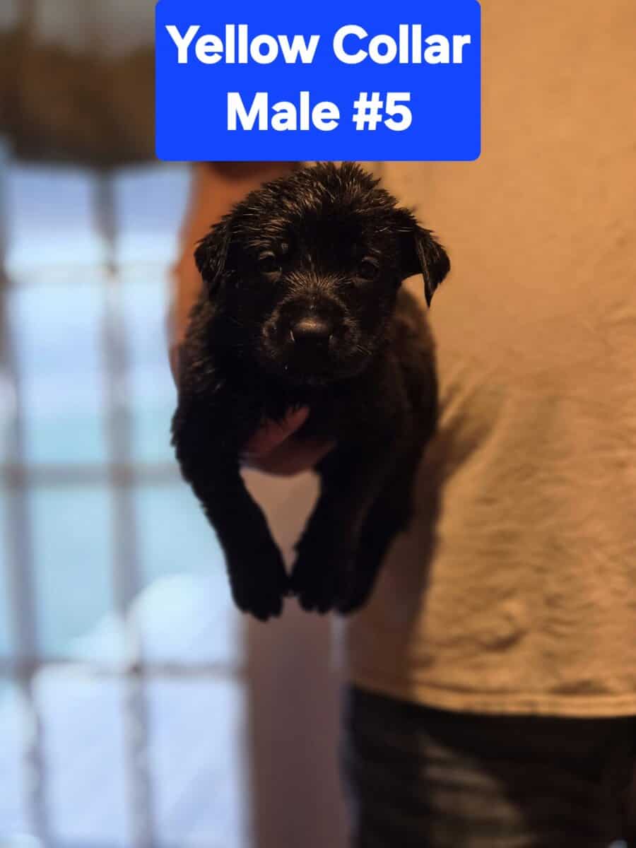 Belgian Malinois/Cane Corso Puppies image 10