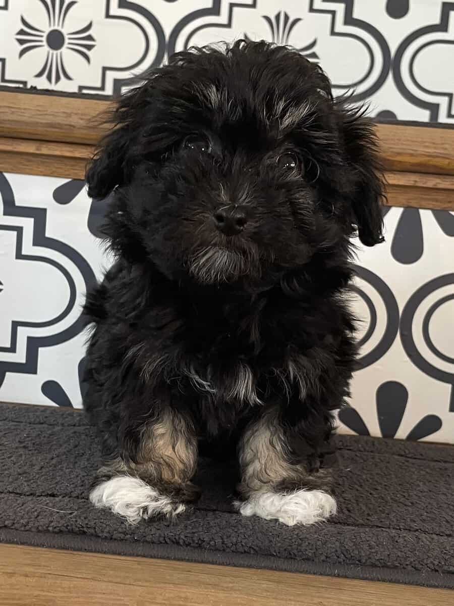 Adorable Havanese Puppies image 5