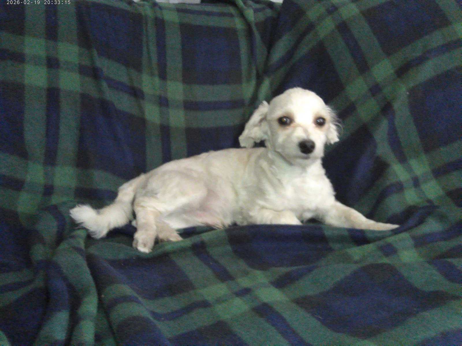 Casey, in home raised, non-shedding, Michgn image 1
