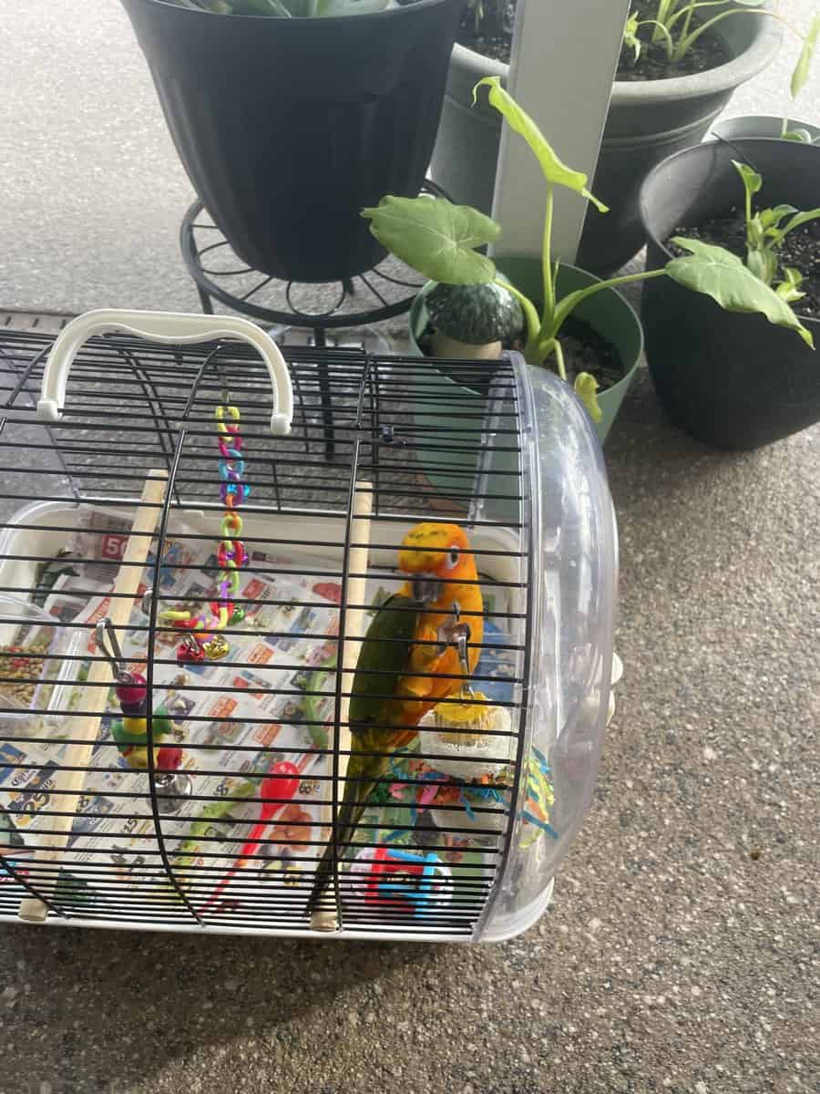 Sun conure bird image 1