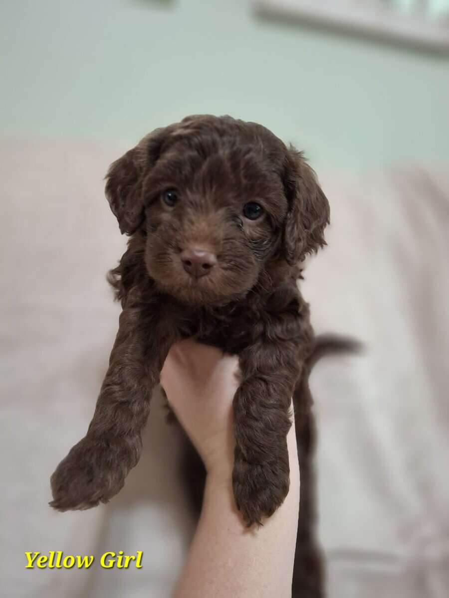 F1b Sheepadoodle puppies image 4