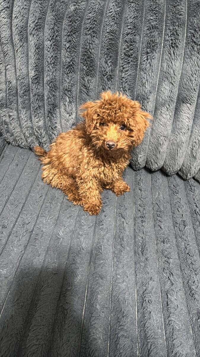 Full bread toy poodle 16weeks old image 1