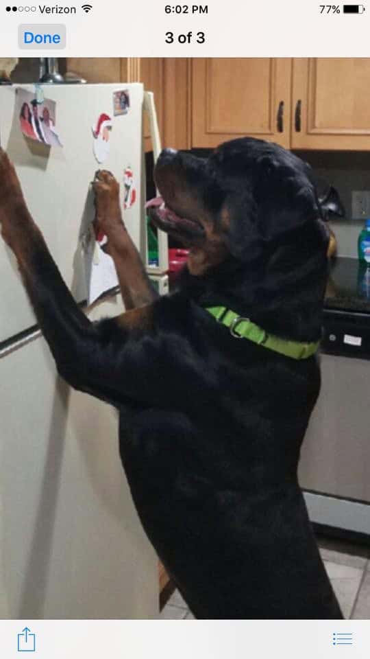 Rottweiler Pups image 6
