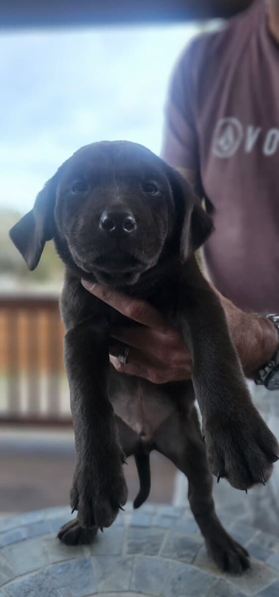 AKC Chocolate Lab Puppies image 7