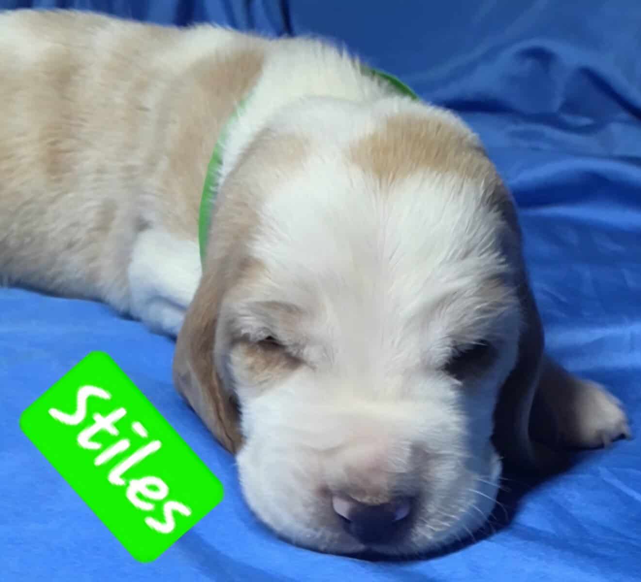 Stiles- male baby basset hound image 1