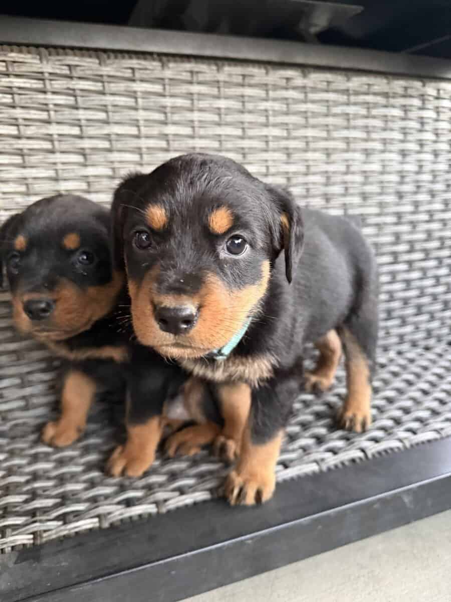 Rottweiler Puppies image 3