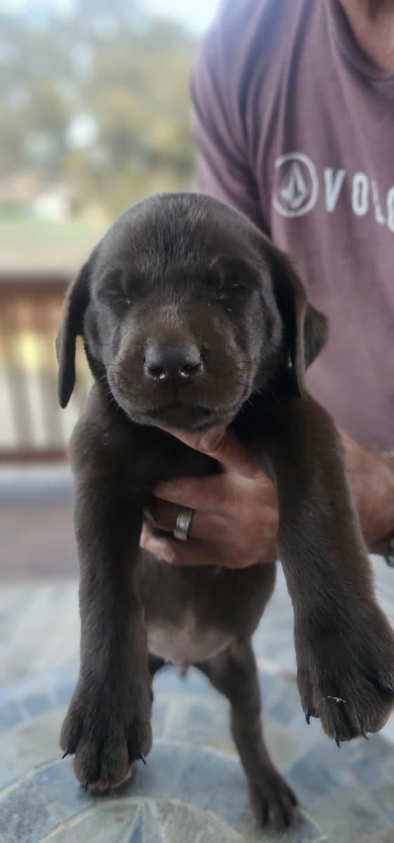 AKC Chocolate Lab Puppies image 5