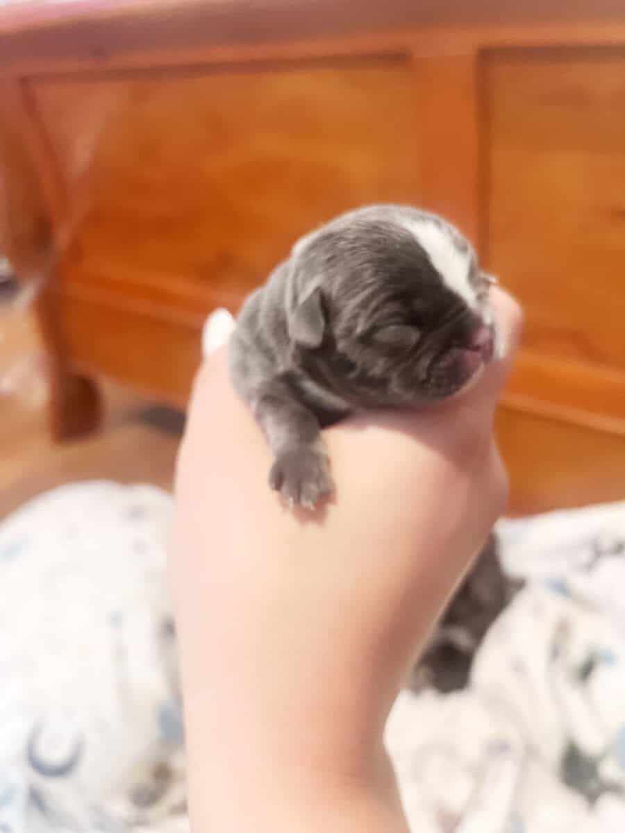 Frenchie puppies image 6
