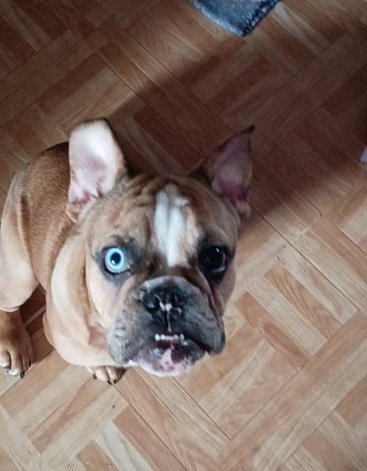 French bulldog unique eye color image 1