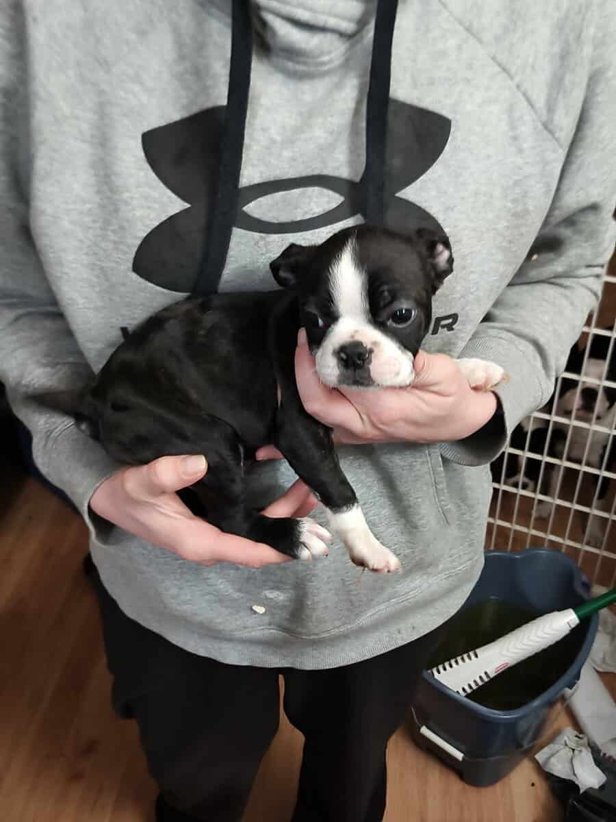 Boston terrier puppies image 5