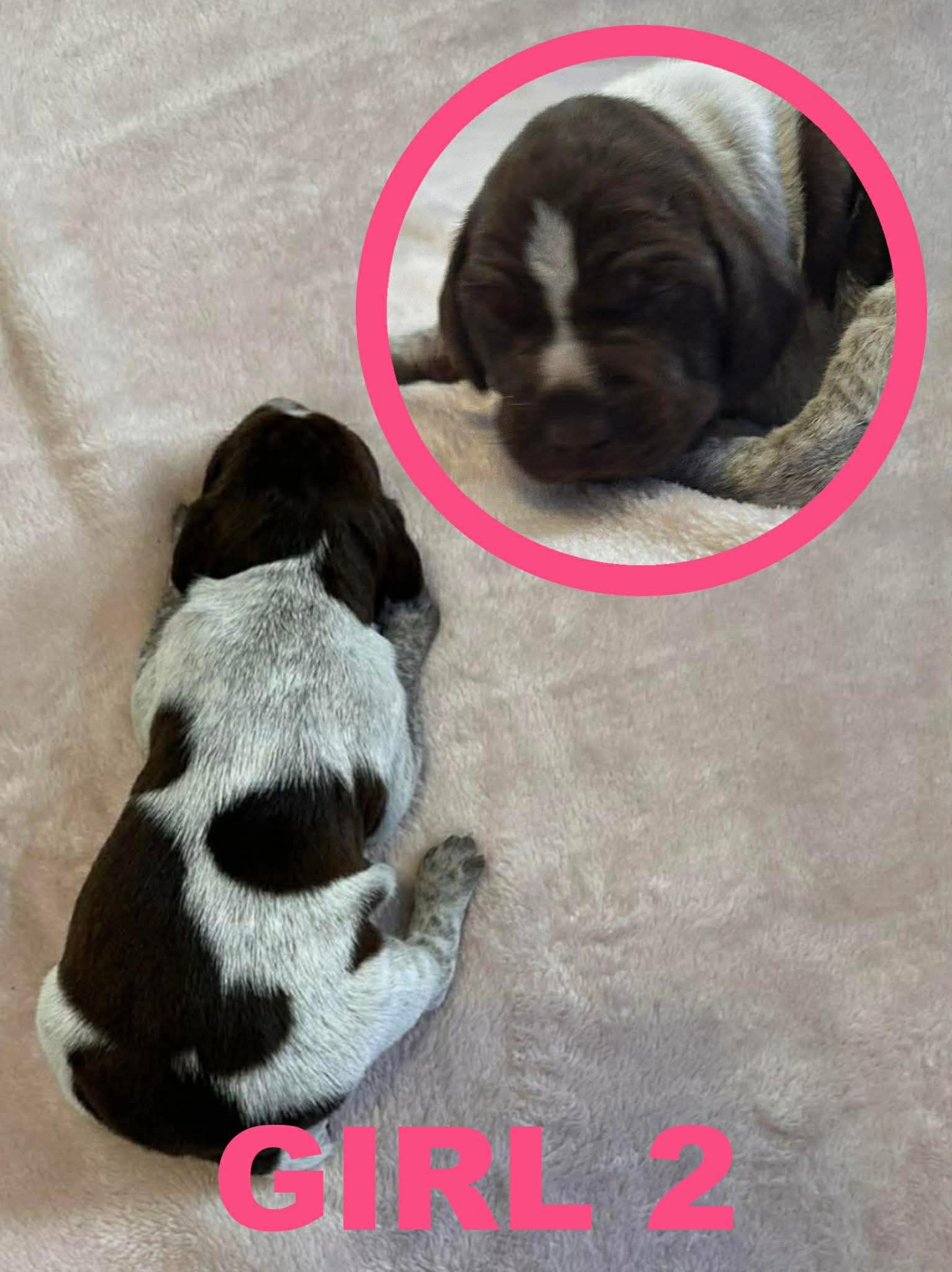 GSP Puppies image 4