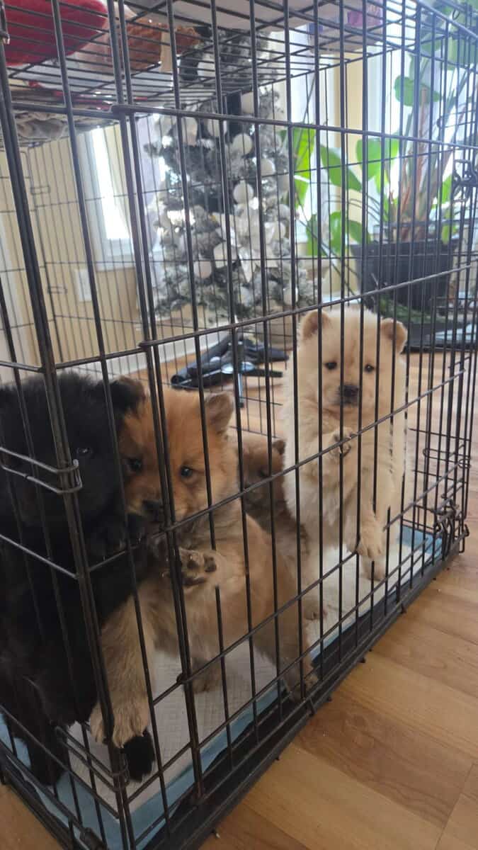 Chow Chow puppies for sale image 3