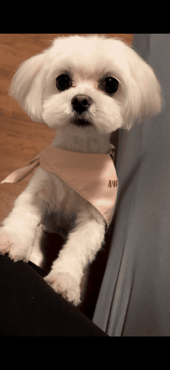Female Maltese image 1