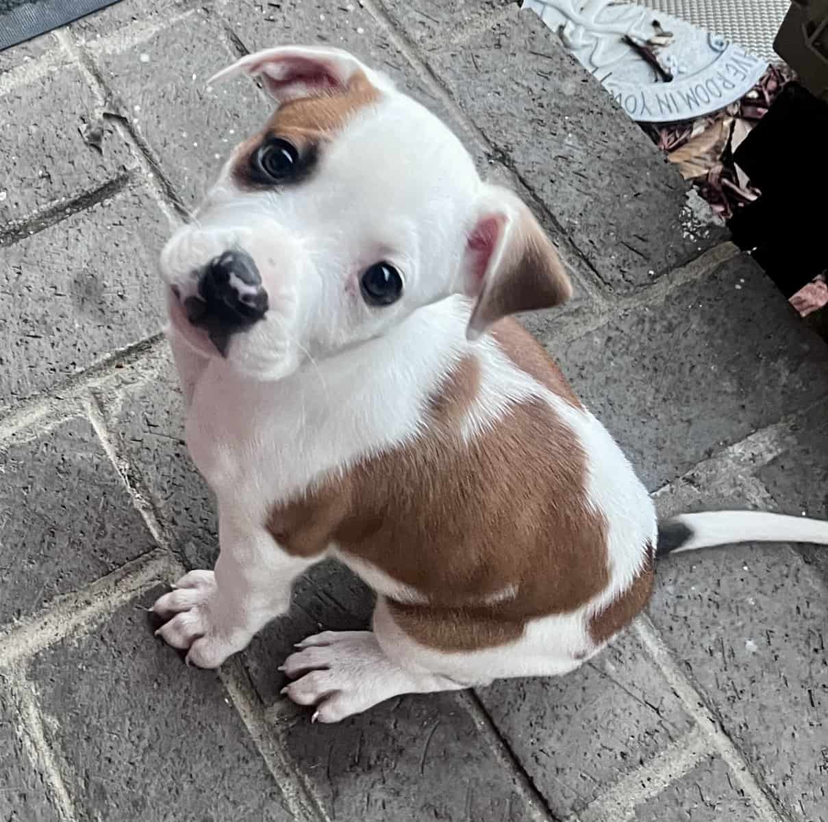 Male Boxer Puppy image 1