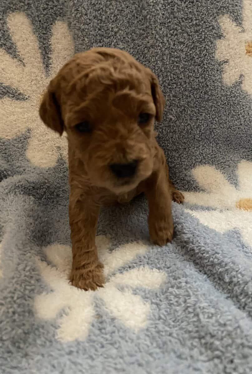 F2B miniature golden doodles image 4