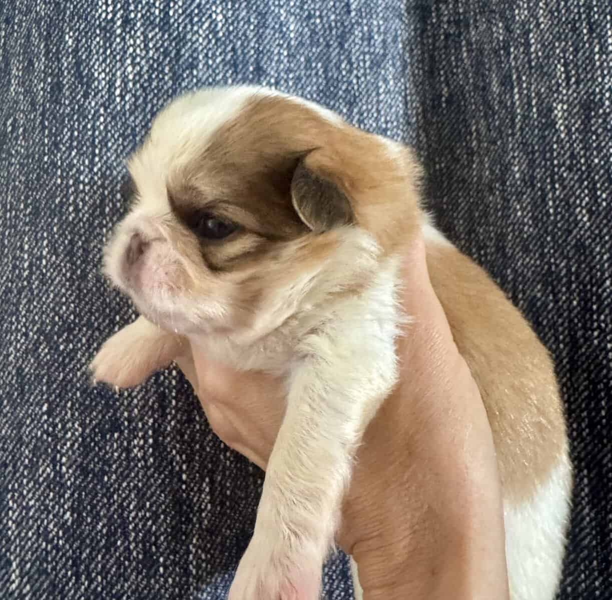 AKC Japanese Chin puppies in Hawaii image 6