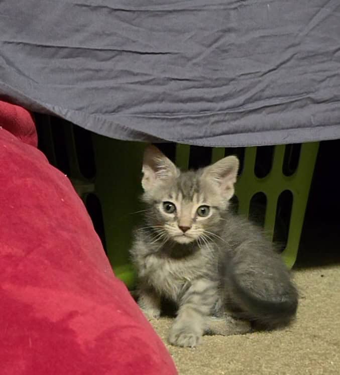 Kittens ready for new home image 2