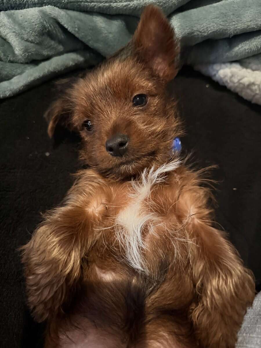 10 week yorkie image 1