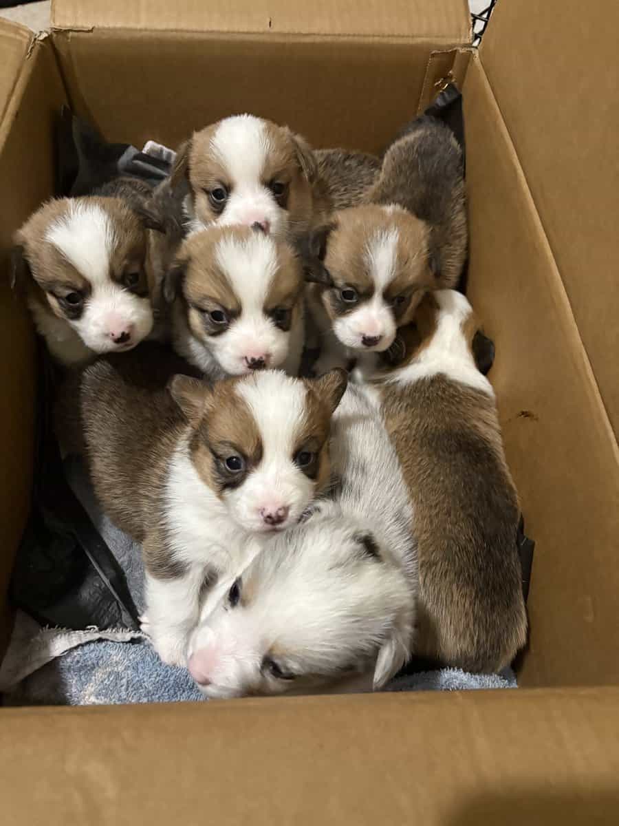 Pembroke welsh corgi pups image 9