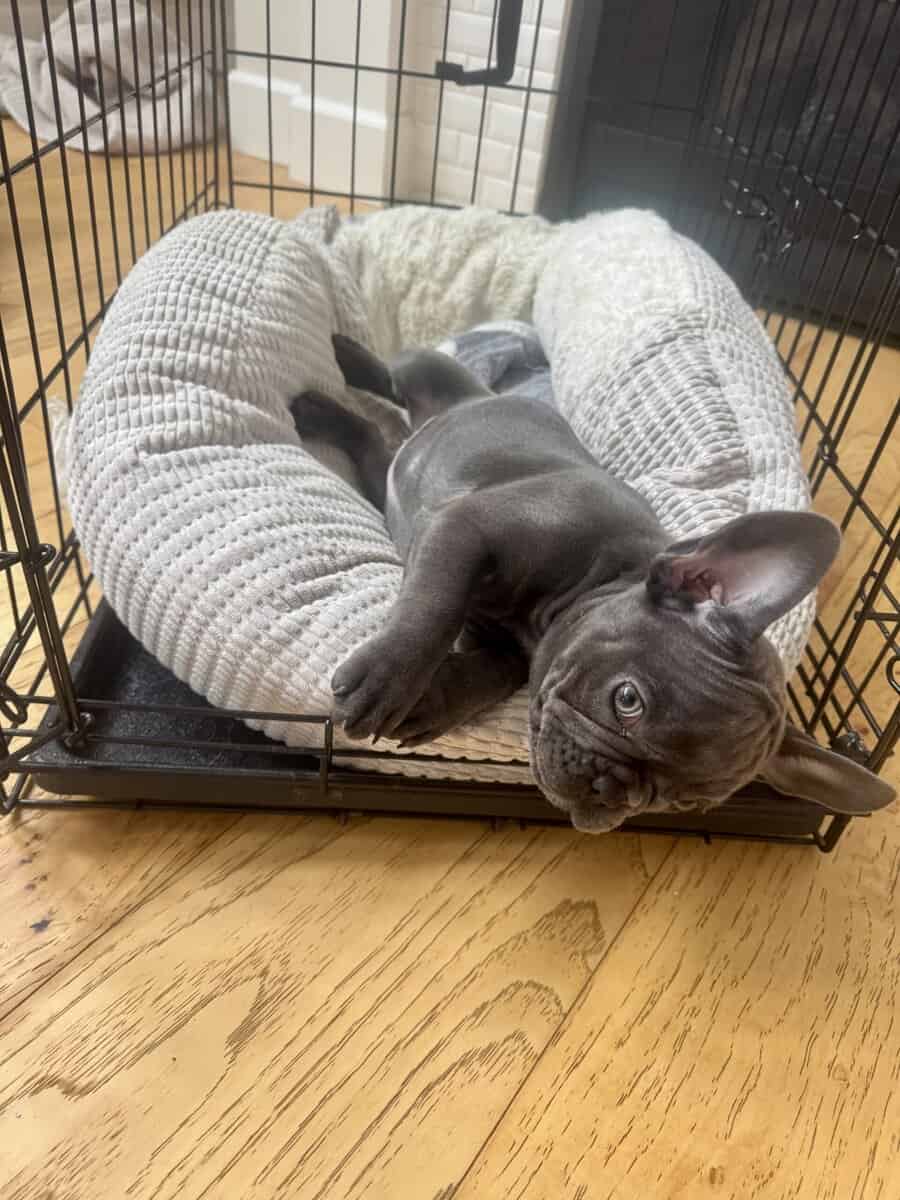 French Bulldog puppy image 1