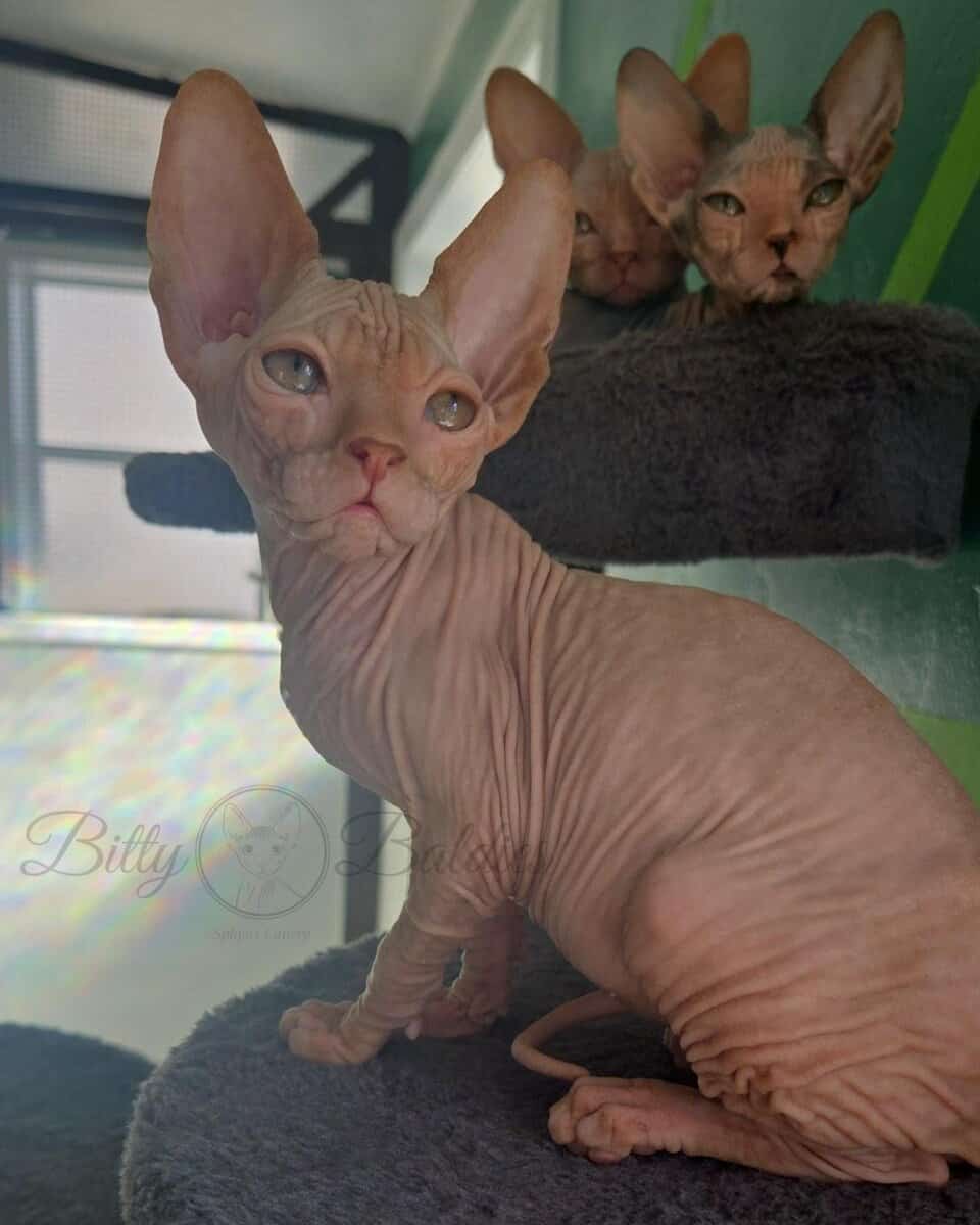 Sphynx male image 1