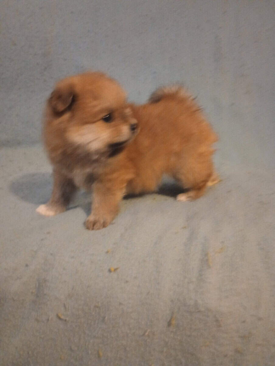 Purebred pomeranian puppies 2 boys 2 girls $650 image 2