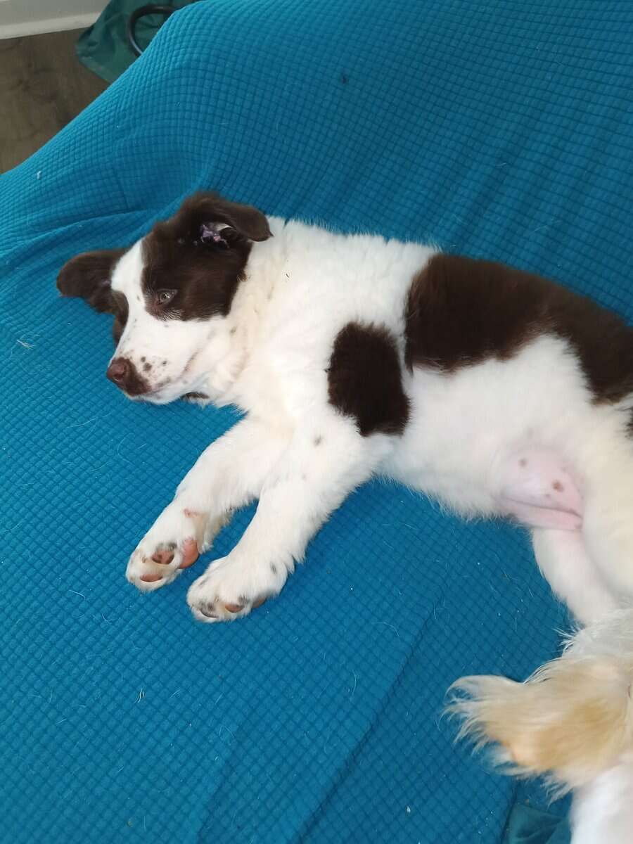 Aussie pup female image 6