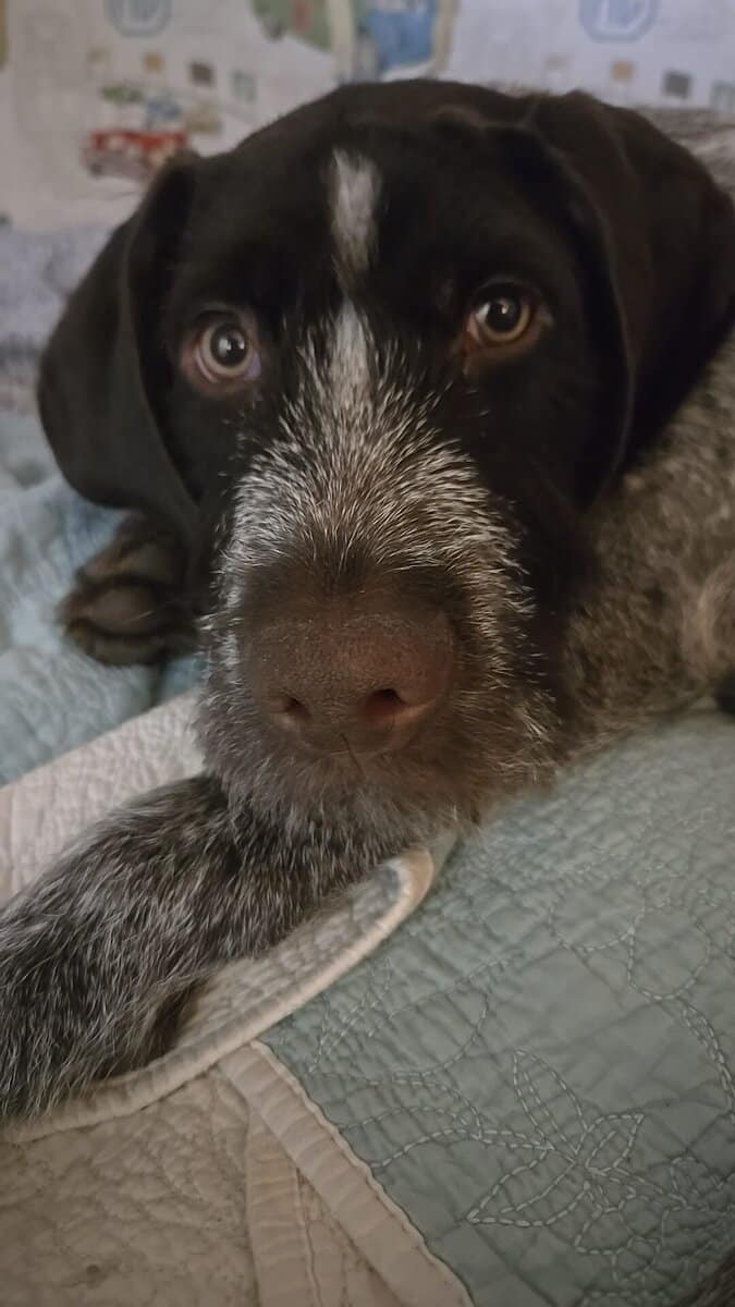 4.5 mth old GSP and wirehaired pointer mix image 1