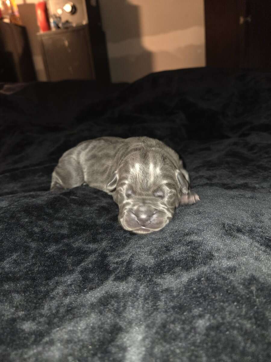 Cane Corso image 2
