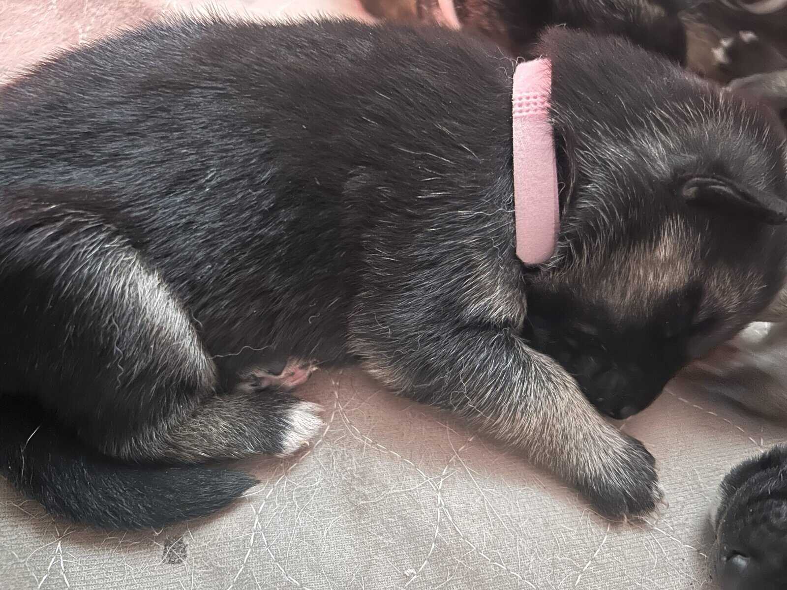 Gerberian Shepherd Puppies image 8