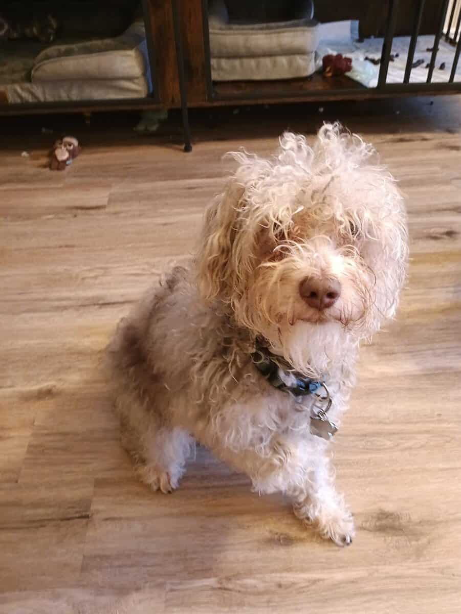 Rehoming my schnoodle image 7