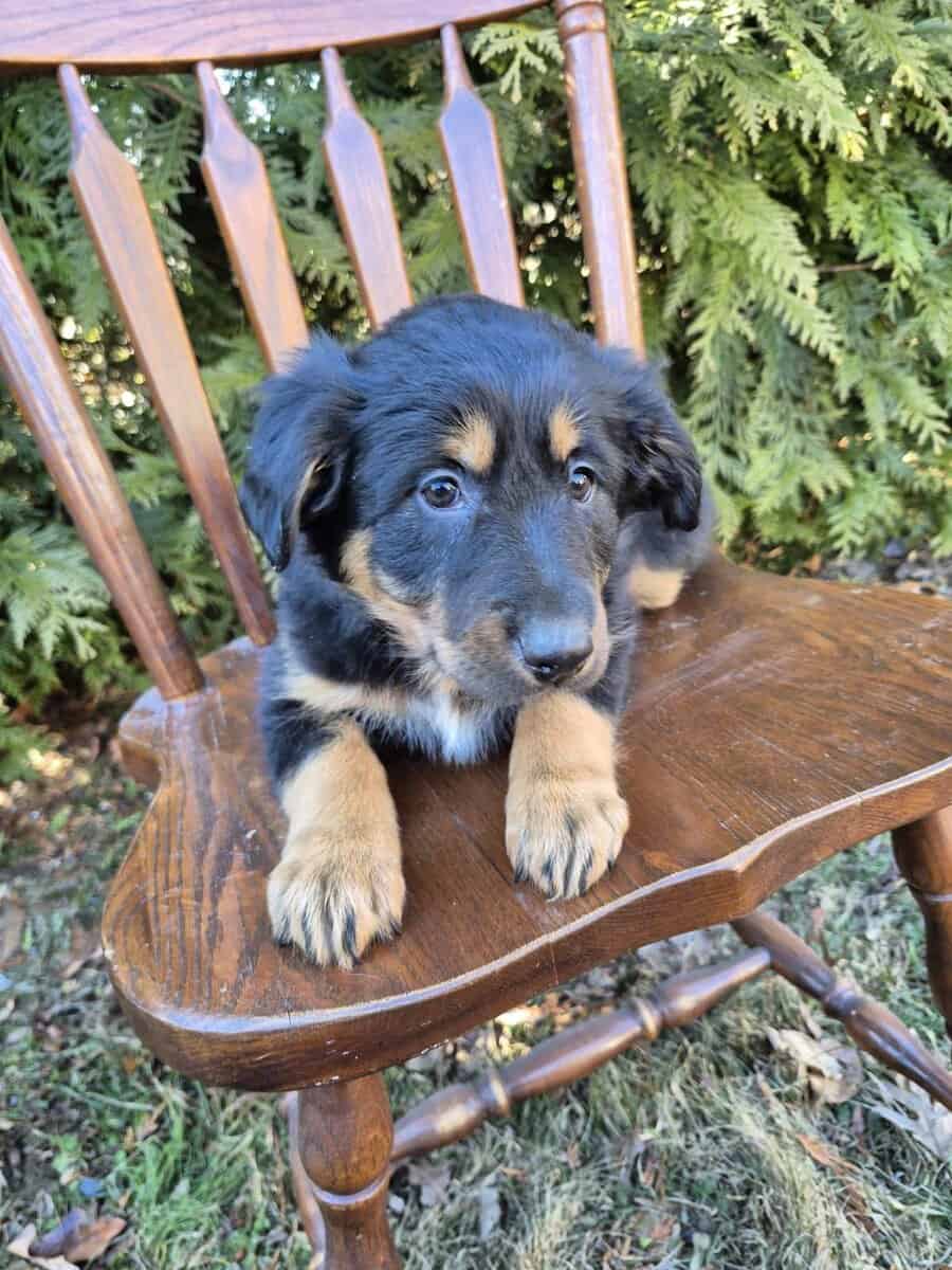 English Shepherd Lilly image 2
