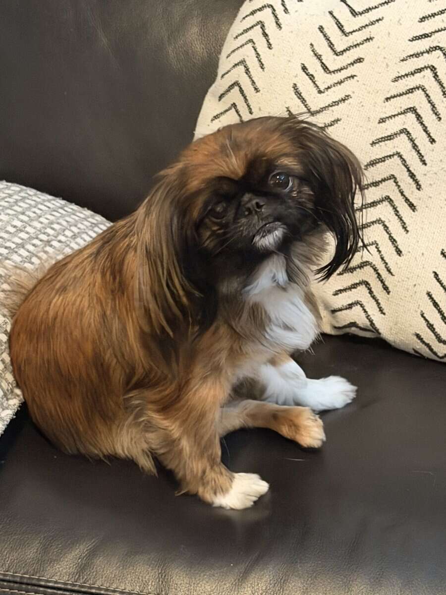 Pekingese Puppies for Sale image 6
